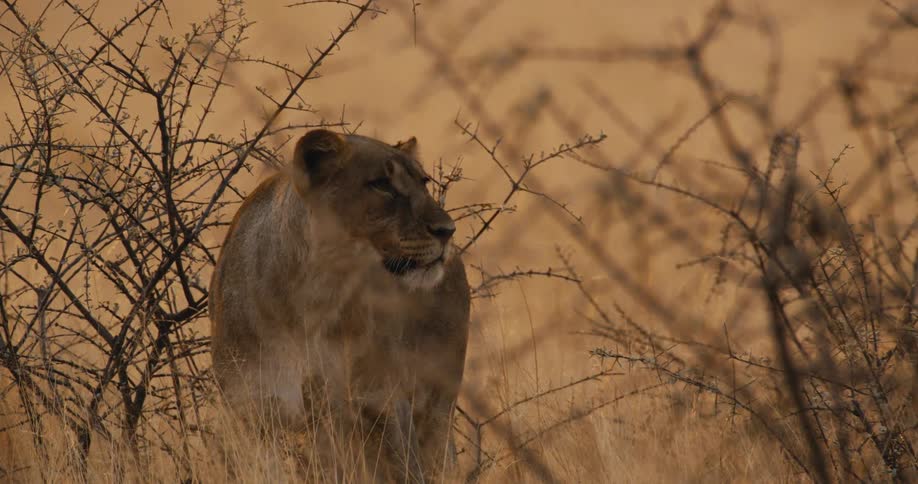 Big cat stands looking and walking among plants and vegetation