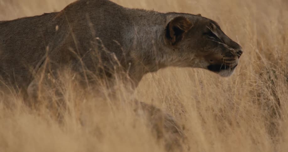 Lioness advances through the savanna with its body low among dry vegetation