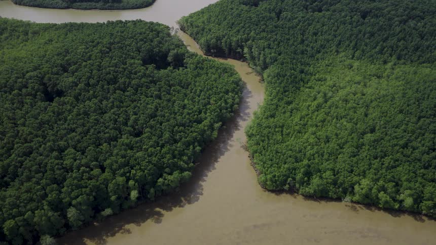 Branched river winds through dense forest with muddy waters