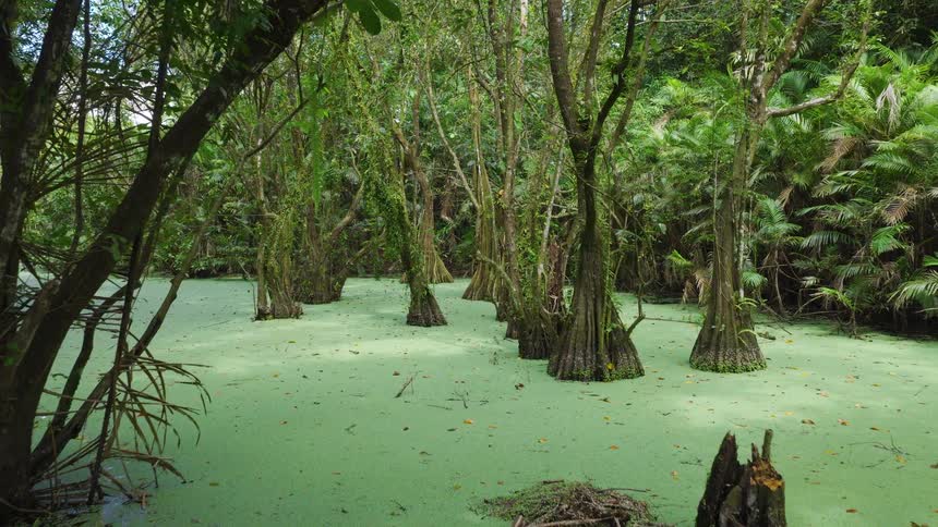 A swamp in the jungle is filled with trees at midday