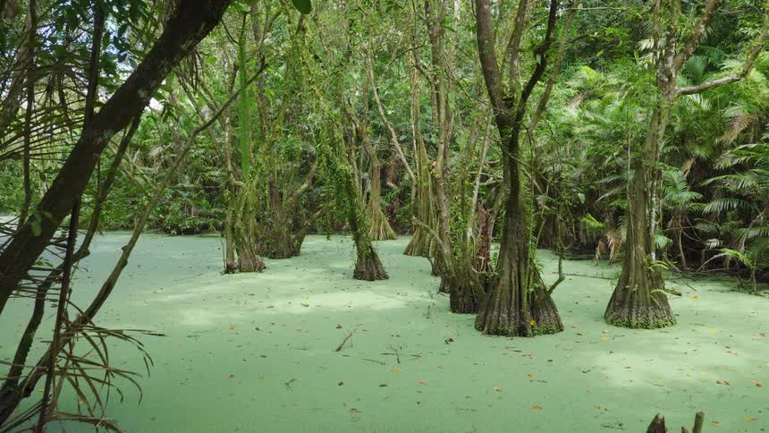 A dense swamp forest where numerous trees with wide buttressed trunks emerge from standing still water that is completely covered by a thick layer of bright green duckweed and algae