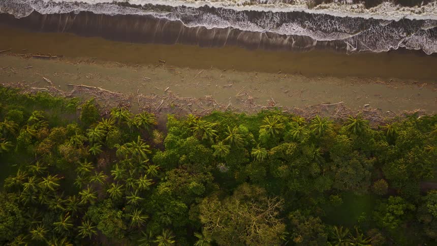 A boundary between a dense tropical green forest with lots of palm trees and a dark sandy beach littered with driftwood where white ocean waves are actively crashing and receding