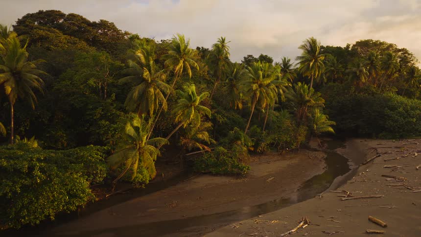 Strip of forest with palm trees beside a stretch of wet sand
