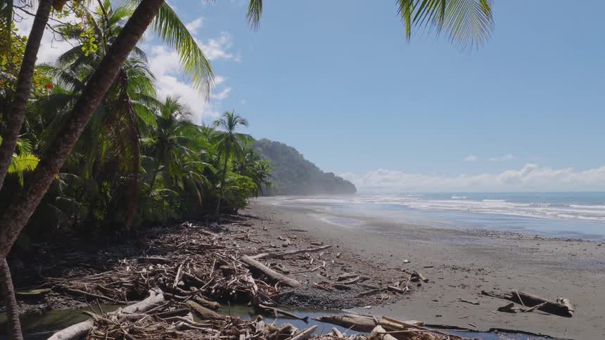 Dense vegetation with palm trees borders tropical beach with gentle waves