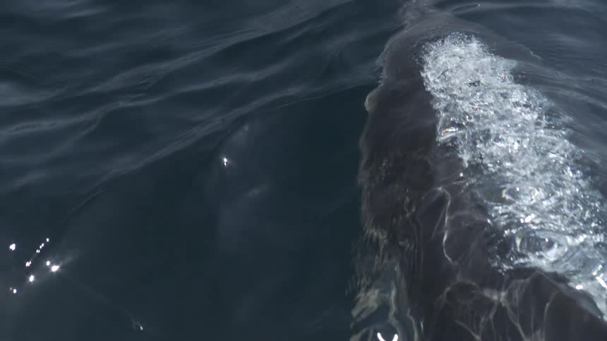 A dolphin or porpoise surfaces briefly creating a silver wake in the dark blue ocean water on a sunny day