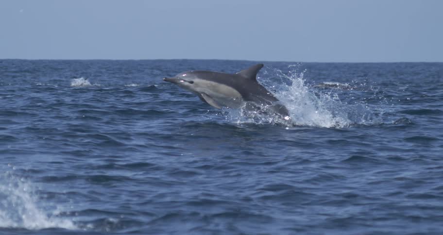 Dolphin leaps above the ocean surface with water splashing around