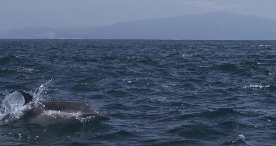 Dolphin partially emerges from the water in open sea with gentle waves and a distant coastline in the background