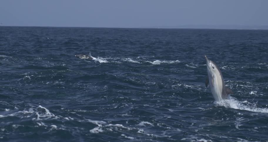 A porpoise leaps out of the ocean water and then lands back into it