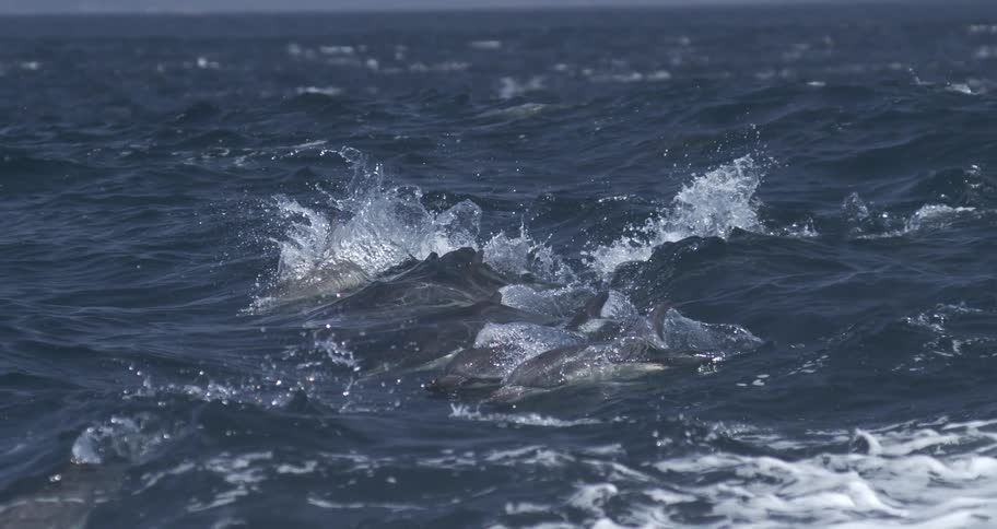 Waves splash and water sparkles as two dolphins swim on the surface of the water