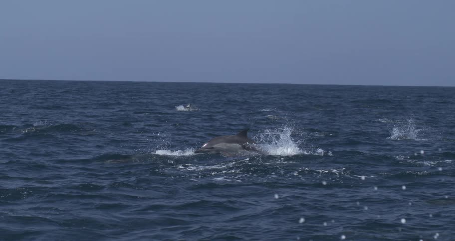 Some sea animals swimming in the surface of the blue water of the ocean