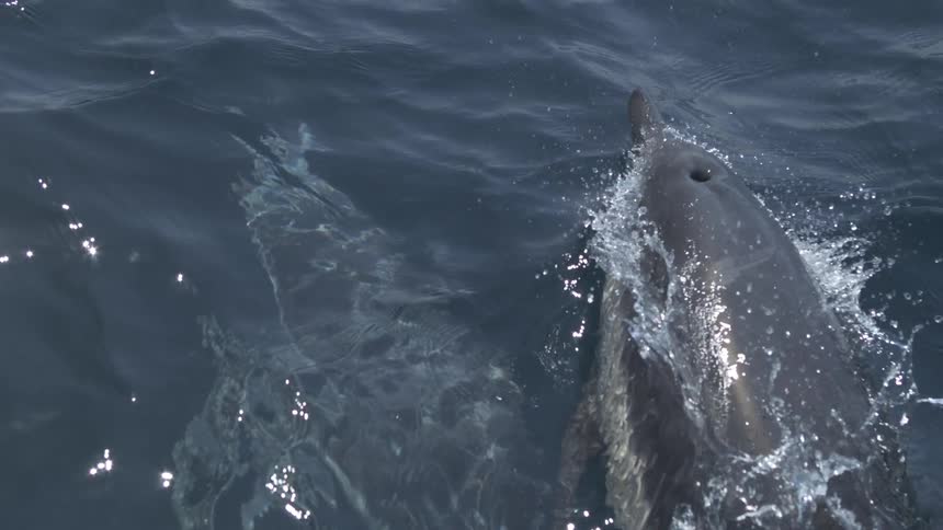 Dolphin swimming and spyhopping on the sea outdoors during day time