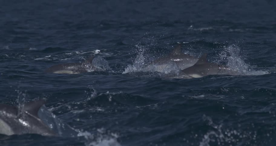 A pod of dolphins are swimming in the ocean