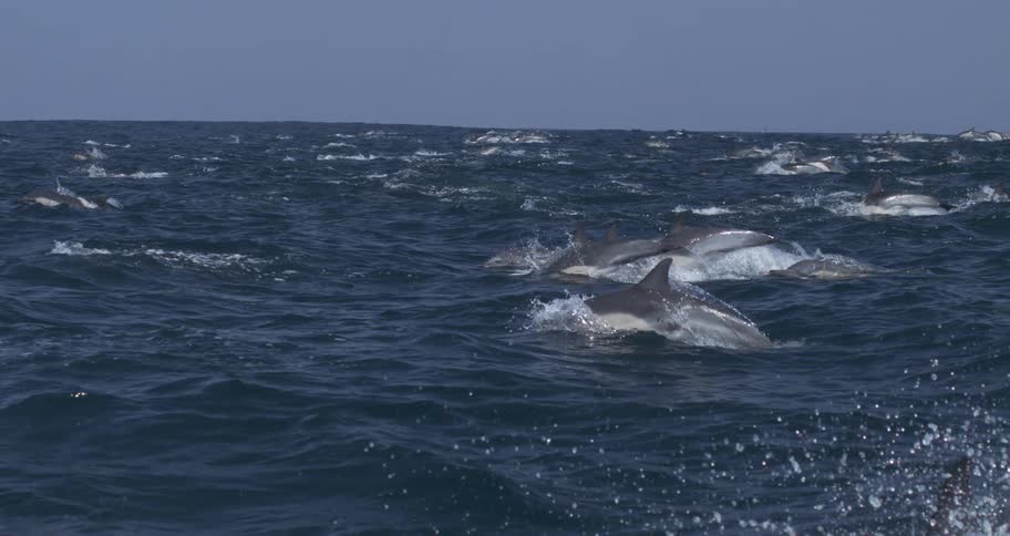 A large pod of dolphins leaps together across the open ocean under a clear sky