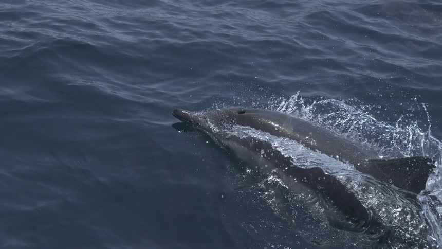 An overhead slowmotion view captures a dolphin surfacing to breathe its fin and body creating a gentle splash before it glides back into the dark water