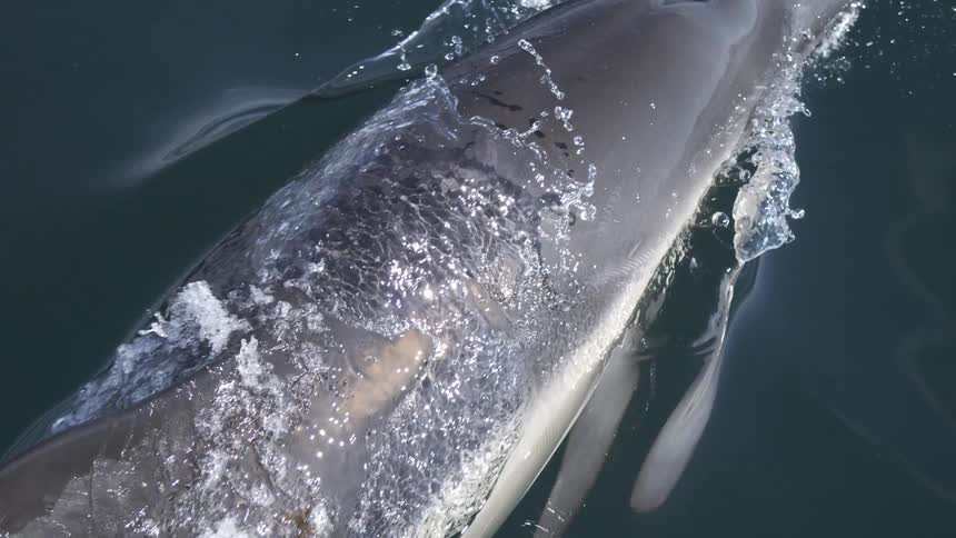 Dolphin glides near the water surface with bubbles and ripples visible around it