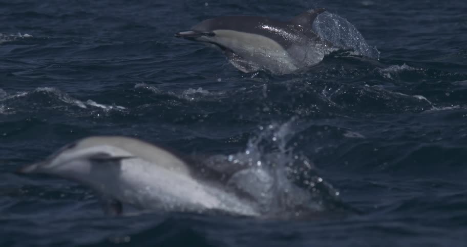 Two dolphins leap out of the water as it splashes and sparkles