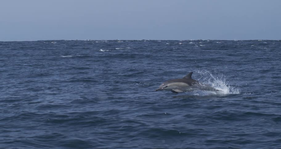 An open dark blue ocean focuses on a dolphin leaping and arching as it jumps out of the water and creates a water splash with the surface agitated by the movements of a large pod of dolphins in the distance under a pale sky