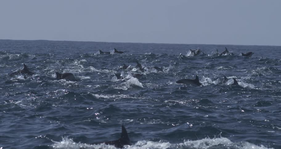 Group of dolphins swims and leaps across the surface of the choppy ocean under a clear sky