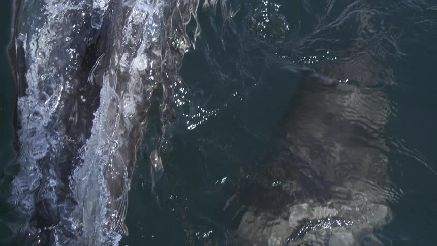 A dolphin or porpoise surfaces briefly creating a silver wake in the dark blue ocean water on a sunny day