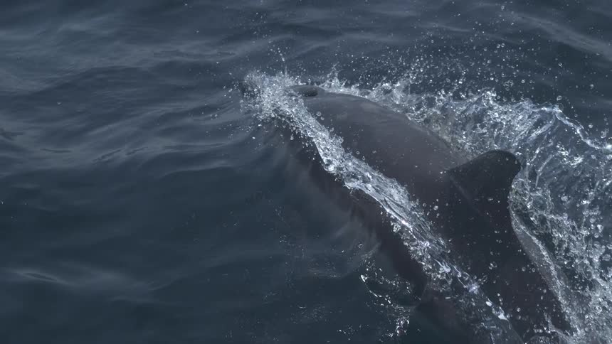 A dolphin leaps swiftly through the ocean surface with water splashing around it