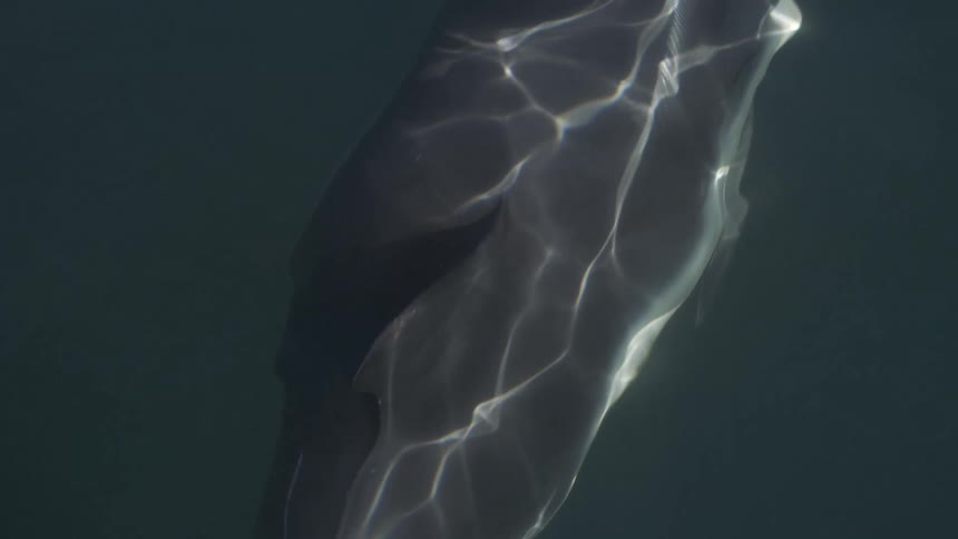 Dolphin body is seen submerged underwater with light reflections on the surface