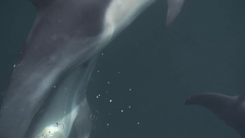 Sunlight dapples onto the bodies of multiple porpoises swimming near the surface
