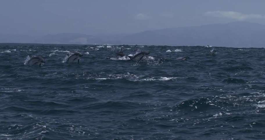 A massive pod of dolphins energetically swims and leaps through the choppy deep blue ocean with distant hazy mountains visible on the horizon