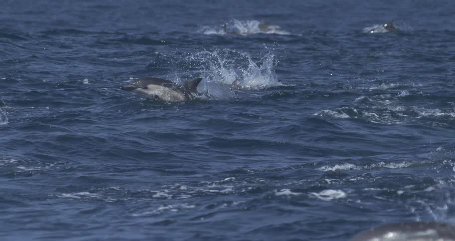 A pod of dolphins dives and swims in the ocean on a sunny day