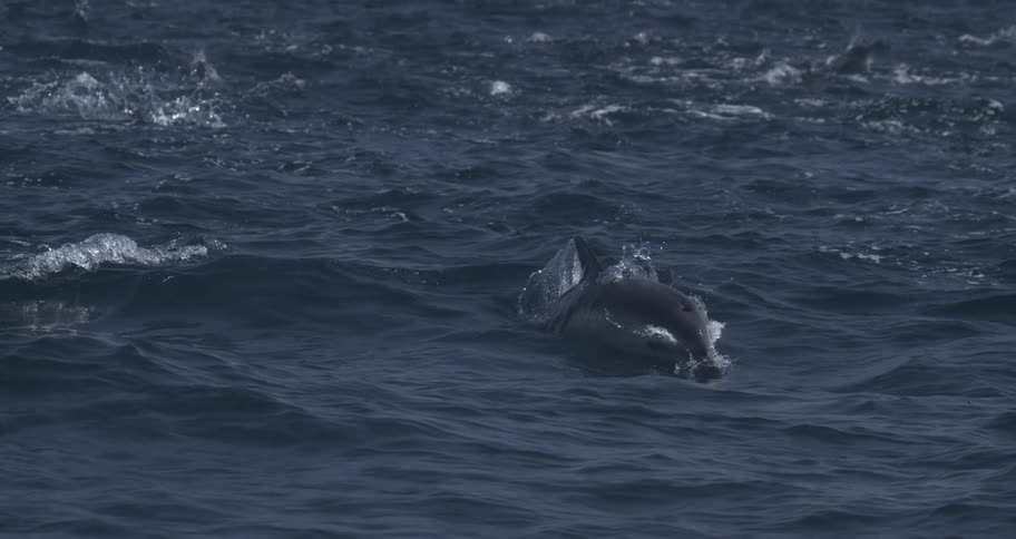 Dolphin briefly surfaces among open sea waves with splashes around its body