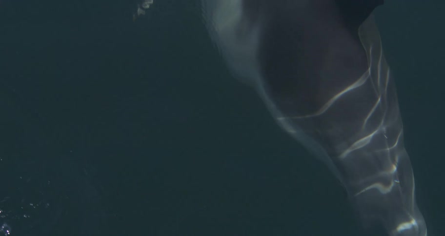 Dolphin body appears submerged with light reflections distorted by the surrounding water