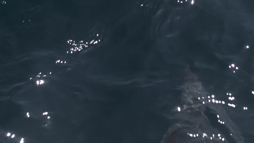 Aquatic animals swim at and below the surface during the daytime