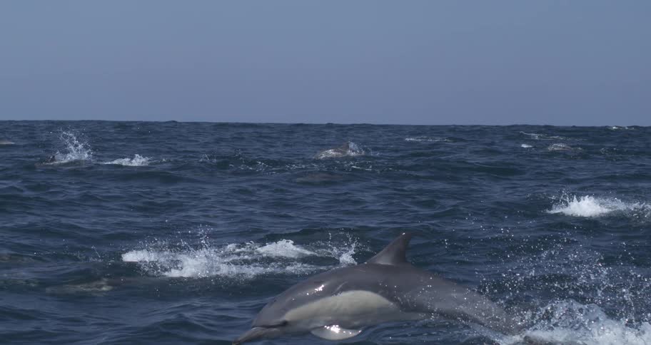 A pod of dolphins dive and swim in the ocean