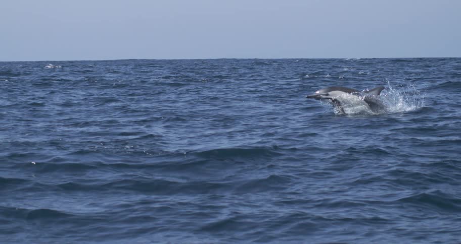 A dolphin dives and swims in the ocean on a sunny day