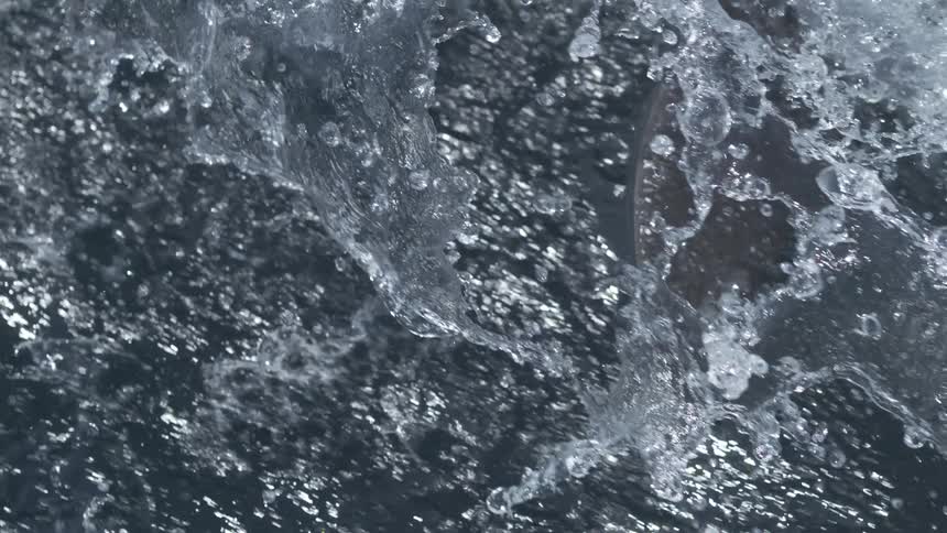Dolphins swimming in turbulent waters
