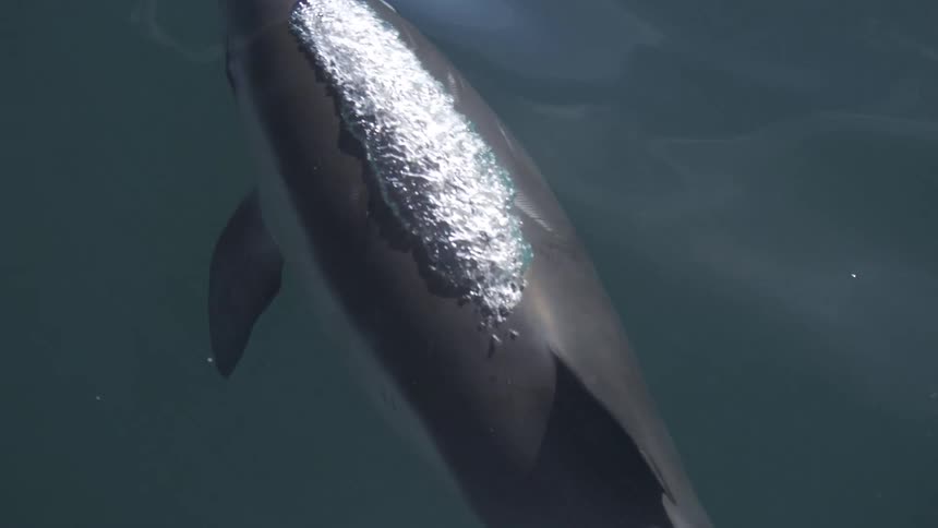 A sleek dolphin with a dark gray back and lighter gray underside swims just below the surface of the dark ocean water