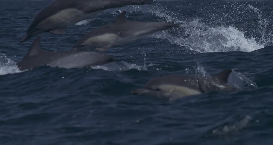 Pod of dolphins swimming and breaching over the water outdoors at the ocean during day time