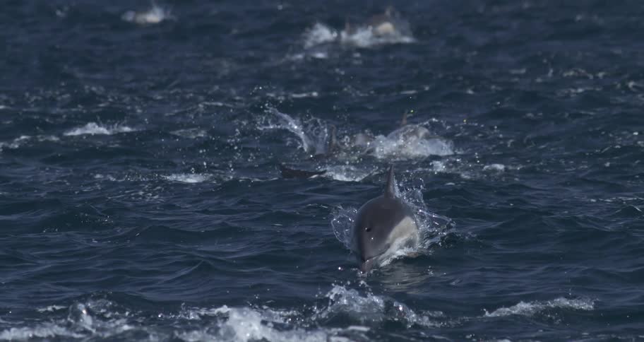 A pod of orcas are swimming in a blue ocean