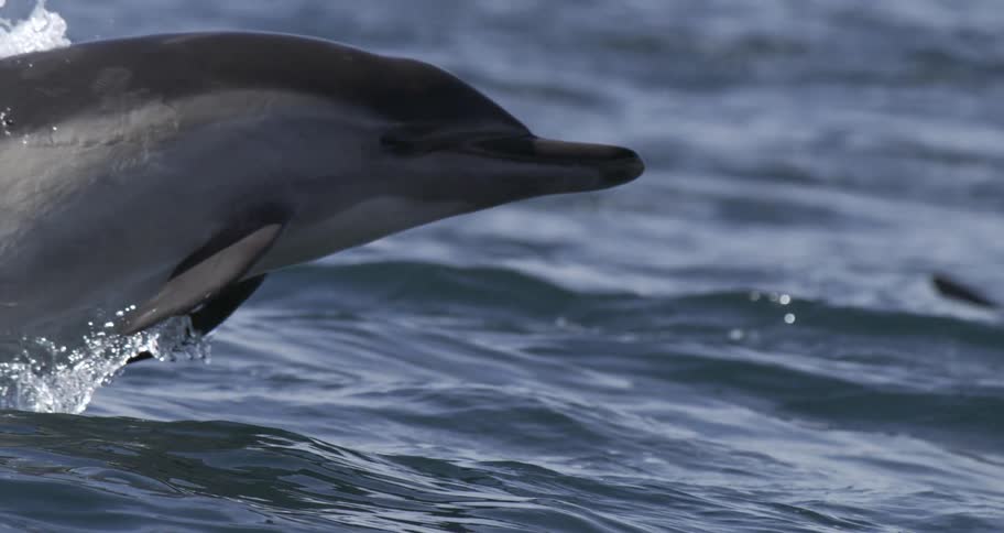 Dolphin leaps out of the water as it splashes