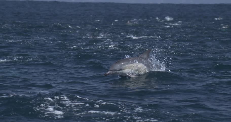 A dolphin leaps gracefully from the choppy blue water