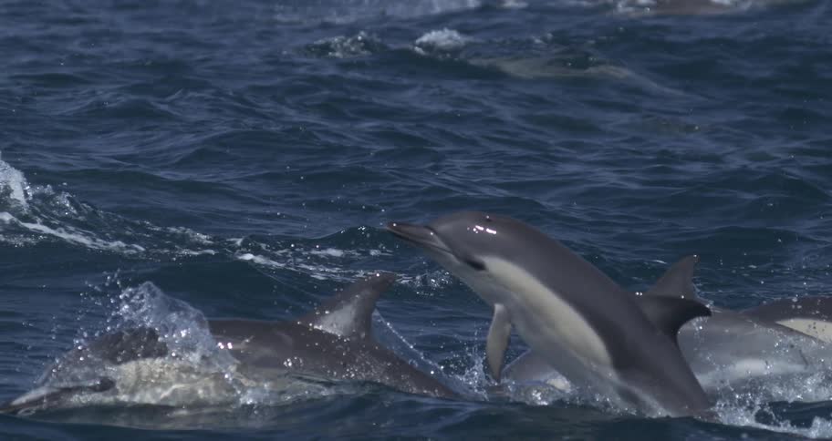 Some dolphins jumping out of the ocean