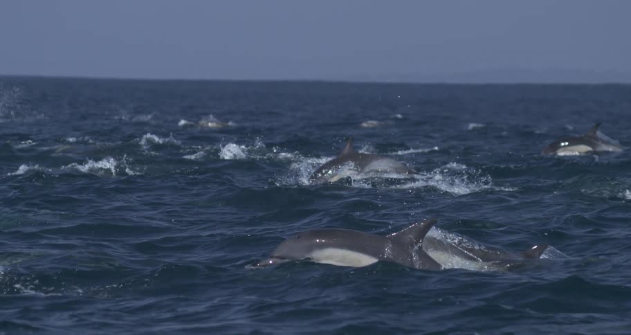 A vast pod of dolphins surges across the choppy ocean surface their sleek bodies leaping in unison to create a rhythmic display of white splashes against the deep blue water
