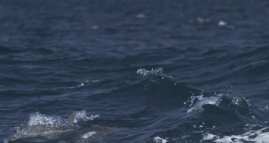 Two dolphins swim side by side at the ocean surface creating splashes and ripples
