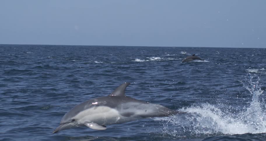 A dolphin jumping over the surface of the water of the sea