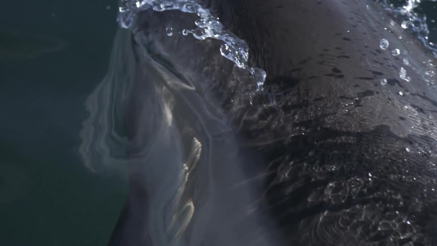 In stunning slow motion a sleek dolphin breaches the dark ocean surface sending crystalline water droplets cascading down its smooth grey skin as it takes a breath