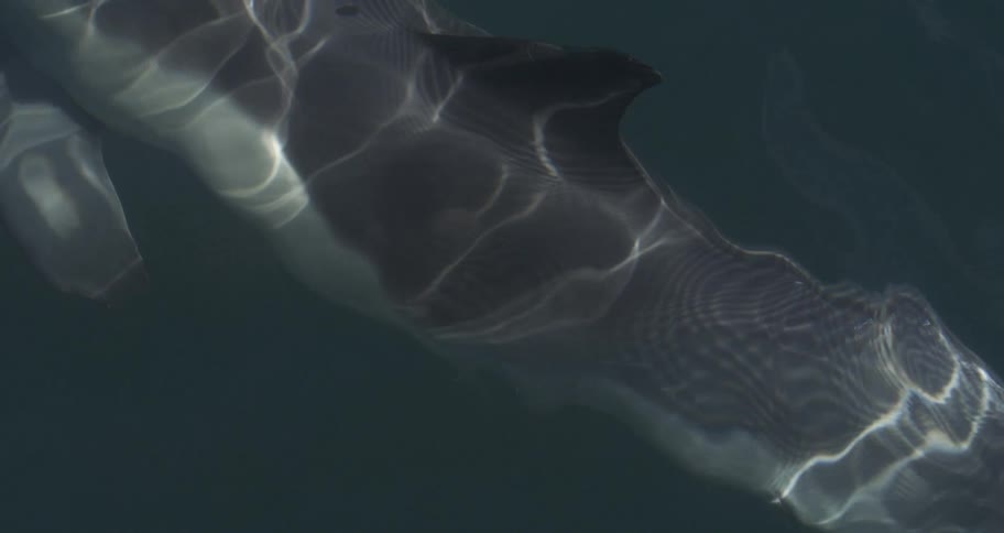 An underwater view of a dolphin swimming in the blue ocean with sunrays reflecting its surface