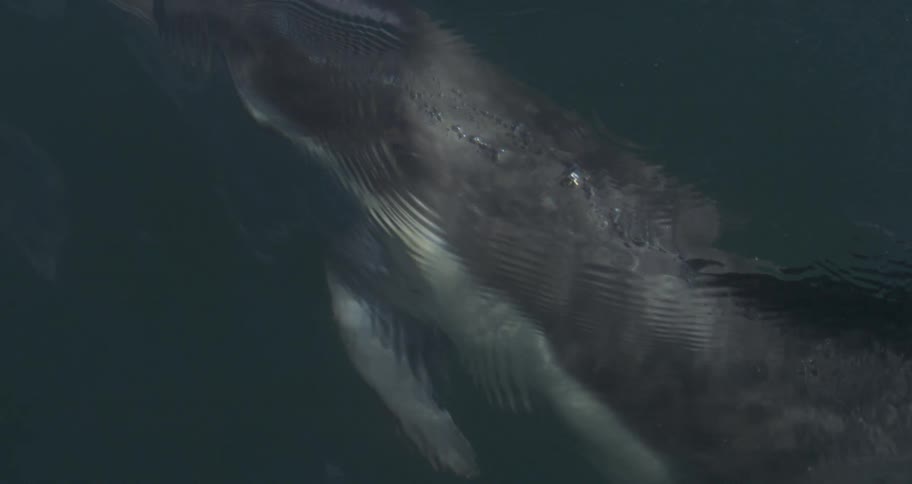 The video shows a closeup slightly submerged view of a dolphin swimming in dark water highlighting its sleek body pectoral fin and light greywhite underside markingsthe animal is swimming parallel to the camera occasionally surfacing just enough