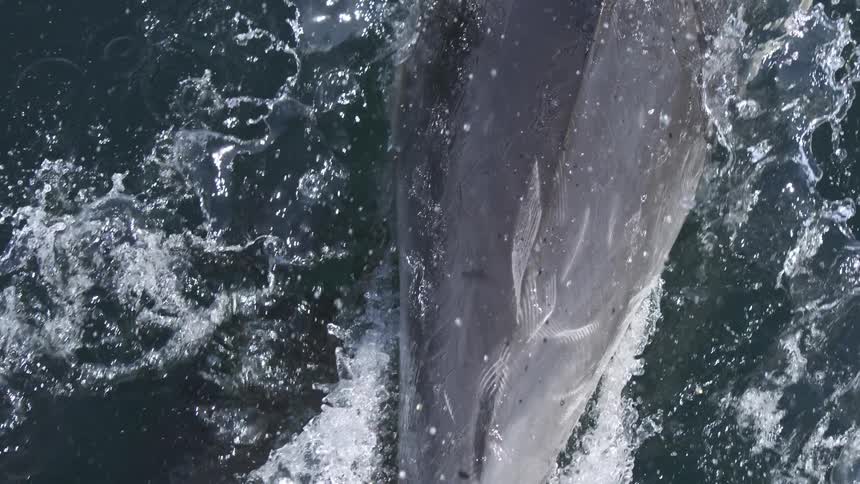 Two dolphins swim submerged close to each other with bubbles clinging to their bodies