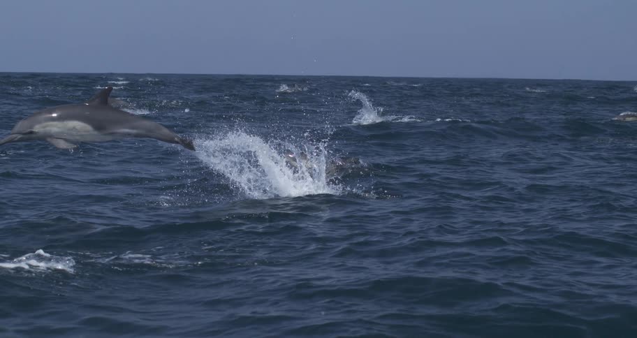 A large pod of dolphins leaps and splashes through choppy dark blue ocean water under a slightly hazy sky