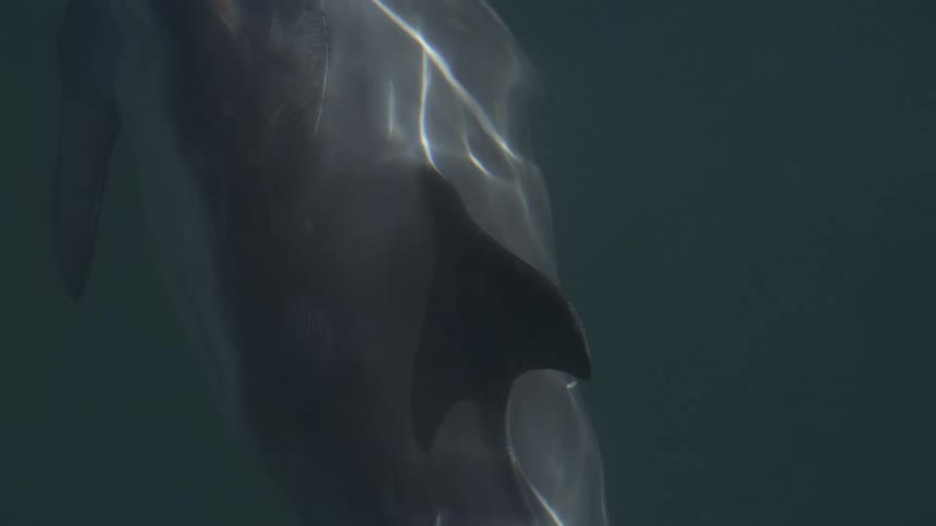 Light and shadows form patterns on the surface of an organic form