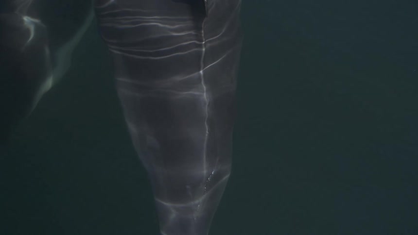 Two whales swim together in the ocean